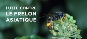 Plan de lutte contre le Frelon Asiatique
