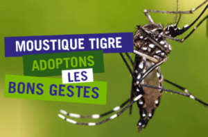 Le Moustique Tigre est de retour